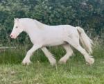 2 Year Old Gelding