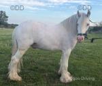 2 Year Old Gelding