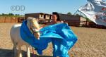 2 Year Old Gelding