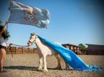 2 Year Old Gelding