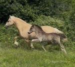 Welsh Section D Colt Foal