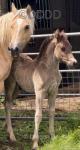 Welsh Section D Colt Foal