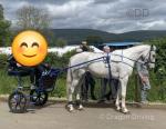 16hh Ride & Drive Mare