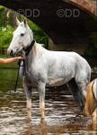16hh Ride & Drive Mare