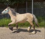 Yearling Filly