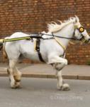 Yearling Filly