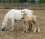 Yearling Filly