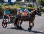 13.2hh Ride & Drive Gelding