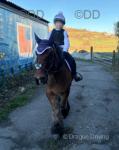 13.2hh Ride & Drive Gelding
