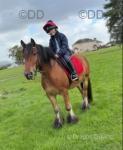 13.2hh Ride & Drive Gelding