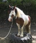 Will, 15hh Ride & Drive Gelding