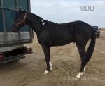 16hh Ride & Drive Gelding