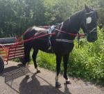 16hh Ride & Drive Gelding