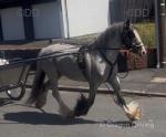 Scarlet, 13hh Ride & Drive Mare