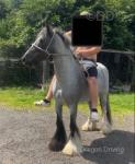 Scarlet, 13hh Ride & Drive Mare