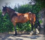 Holly, 3 Year Old Welsh Section D Filly