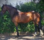 Holly, 3 Year Old Welsh Section D Filly