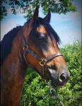 Holly, 3 Year Old Welsh Section D Filly
