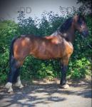 Holly, 3 Year Old Welsh Section D Filly