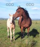 Filly Foals