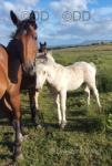 Filly Foals