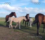 Filly Foals