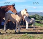 Filly Foals