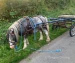 10.2hh Ride & Drive Stallion