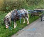 10.2hh Ride & Drive Stallion
