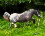 2 Year Old Welsh Section C Filly