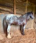 2 Year Old Welsh Section C Filly