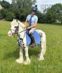 Micky Blue, 12.3hh Riding Gelding