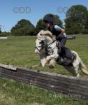 Micky Blue, 12.3hh Riding Gelding