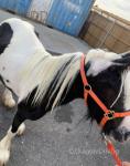 Driving Colt