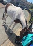 13.1hh Ride & Drive Stallion