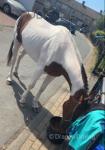 13.1hh Ride & Drive Stallion