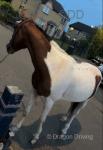 13.1hh Ride & Drive Stallion