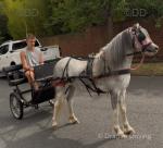 11.2hh Ride & Drive Mare