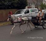 11.2hh Ride & Drive Mare