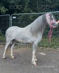 11.2hh Ride & Drive Mare