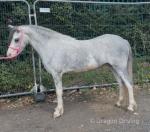 11.2hh Ride & Drive Mare