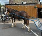 Hywi Teifion, 13.3hh Welsh Section C Ride & Drive Gelding