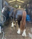 Hywi Teifion, 13.3hh Welsh Section C Ride & Drive Gelding