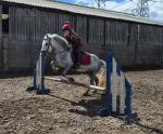 Mary Legs, 11.1hh Ride & Drive Mare
