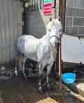 Mary Legs, 11.1hh Ride & Drive Mare