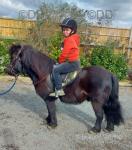 10.2hh Shetland Riding Gelding
