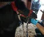 10.2hh Shetland Riding Gelding
