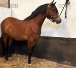 2 Year Old Welsh Section C Gelding