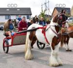 13hh Ride & Drive Gelding