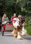 13hh Ride & Drive Gelding